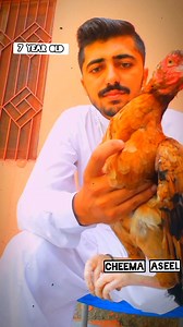 "Tiger" 🦁 Top Quality Aseel Murgi 👉🏻💯🖤🔥 #cheema_aseel #aseel #tiktok2024 #foryoupage #aseellovers #MianwaliAseel #aseelmurga #aseelfighter #Amroha #murgha #rooster #pakistan #fighter #tiktok #trendingreels #viralreelsfb #birdlovers #reelsfyp | Cheema Aseel