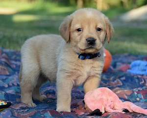 We have yellow champion sired males currently available. Black females and yellow males will be available mid-July. Fox red/yellow males and females will be available in August. | Blackfork Labradors