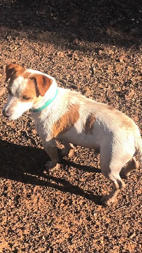 Wait for me Jasper at the Rainbow 🌈 Bridge ❤️ I will never get over losing you 🤎🤍 | Vicki Graham