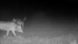 Wolven In Nederland on Reels
