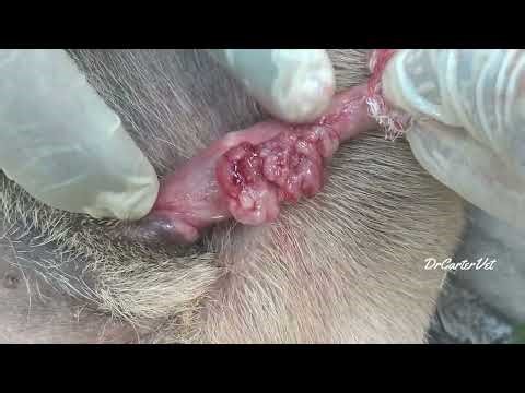 Cancer in Dogs | Transmissible Venereal Tumor | What is TVT #dog #cancer #veterinary
