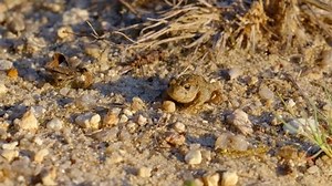 Natterjack toad (Epidalea calamita) in Sand,: Stockvideos & Filmmaterial (100 % lizenzfrei) 1080615854 | Shutterstock