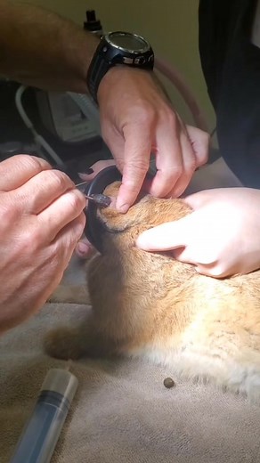Understanding Cuterebra Larvae: Life Cycle and Impact on Mammals