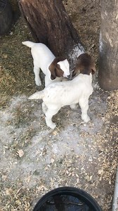 22K views · 950 reactions | Drenching pregnant goats requires careful...