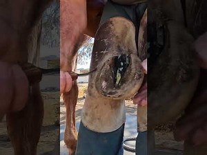 Thrush treatment in a horse Farrier work resecting, frog, and hoof #hooftriming #asmr #asmrvideo