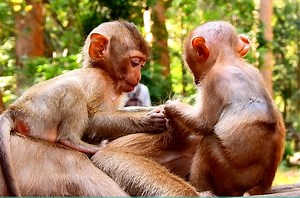 Good small baby Rainbow & Nori help nurse Mom Libby sleep exhausted | Monkey Mister