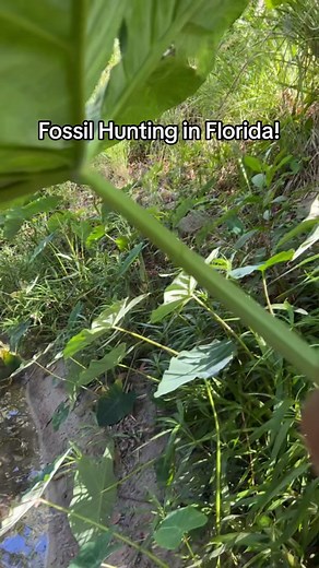 The Russian Archaeologist on TikTok