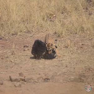 Bear saved his brother from the Tiger | Animals Attack
