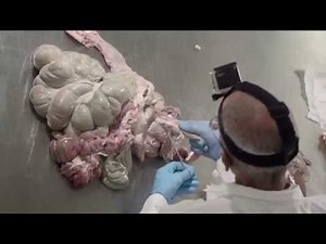 Pig Digestive Tract Dissection