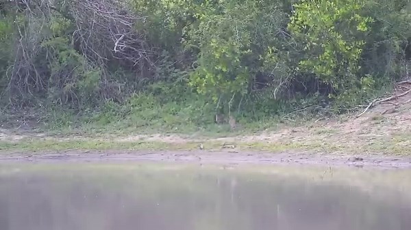 1.8K views | Water Thick-knees with chicks | WildEarth Cam | Facebook