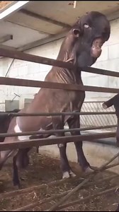 The Damascus goat, also known as the Shami or Aleppo goat, is a remarkable breed originating from Syria and surrounding regions. This goat is particularly renowned for its unique appearance and excellent milk-producing capabilities. Physical Characteristics Damascus goats are medium to large-sized, with a robust build. They have a distinctively unusual appearance, characterized by: Long, Drooping Ears: Their ears are very long, often hanging downwards and sometimes reaching the length of their n