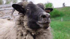 Slow Motion Shot Sheep Baaing Into Stock Footage Video (100% Royalty-free) 1106274635 | Shutterstock