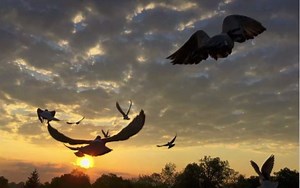 David Stephenson - The Pigeon Photographer > KET