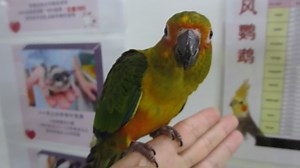 #E Sun Conure – Sc Suap #M Conure Matahari - Handfeed #C 太阳锥尾鹦鹉 - 太阳鹦鹉手养 1. English Please ⬇️Scroll Down⬇️ 2. BM 📲Tatal ke Bawah Halaman 💻 3. 🌐华语🌐请点击📥往下📱查询 📩 #E Details #ForAllPetLovers - With LICENSE & RING Number - Baby Handfeeding / Young / Adult / Pair * The Sun Conure is noted for its loud squawking compared to its relatively small size. The bird is capable of mimicking humans but not as well as some larger parrots. This being said, there are some amongst them that are very capable t