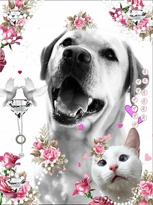 #labradorretriever #catsofinstagram | Diamond Bar Kennel