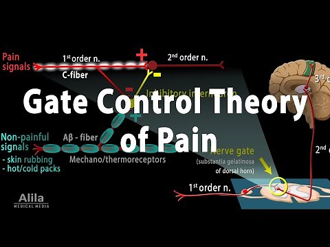 Gate Control Theory of Pain, Animation