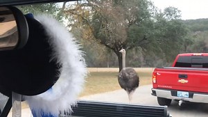 You came to the wrong neighborhood! 👹 #ostrich #safari | Animalistic