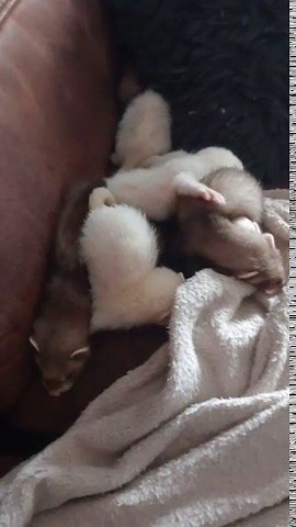 2 baby ferrets - £25
