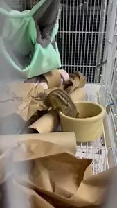 1K views · 113 reactions | An Eastern Chipmunk has been in treatment at TWC. Chipmunks are referred to as 'central place foragers' because they will search their territory for food and bring it back to a central home location to eat or cache for later. While in recovery, this chipmunk didn't have to search far to find a nutritious meal. You can enjoy watching this little patient having some lunch! | Tamarack Wildlife Center | Facebook