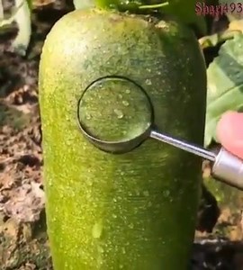 74K views · 6.3K reactions | Allah is the Creator of everything....