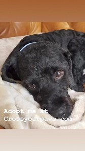 Hi! My name is Max! I am a 25 pound black Cockapoo, already neutered, and 6 years young. My previous human passed away, so I am looking for someone to help me start a new phase of my life. My beautiful curly black hair is non shedding, so if you have dog allergies, you might want to consider me. I am so smart, and affectionate too! Cuddling with my human is one of my favorite things, along with walks and car rides. I am such a good boy on a leash! And I am housetrained! I'm a bit shy at first, b
