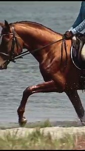 2.7K views · 28 reactions | Have you ever wondered if you can get a DUI on a horse in Alabama? | al.com | Facebook