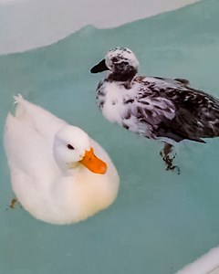 Ducks snuggle with lady 😍 #ducks #animallove #cuddlebuddies | Cuddle Buddies