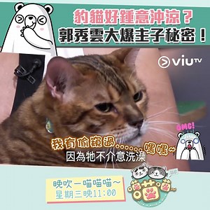 【主子個樣好似想收工咁😆b】 究竟豹貓同普通貓有咩唔同？聽吓 Sharon Kwok 郭秀雲 點講！ 重溫更多主子秘聞：http://bit.ly/2Bbna2e #晚吹 #喵喵喵 西瓜 譚凱倫HelenTam | ViuTV