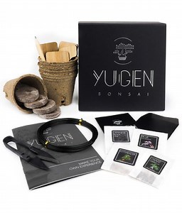 [Hot Item] Customized Indoor Bonsai Tree Starter Kit with 4 Seed Varieties