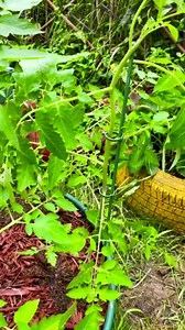 Plant Support Stakes, Plant Stakes and Supports Garden Stake Pole with Adjustable Clips, Plant Stem Support Flower Stakes for Indoor Outdoor Plants, Plant Sticks Support for Potted Plants (10PCS_45CM)