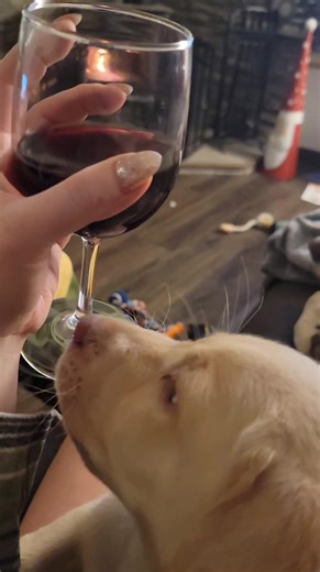 I thought he was a champagne lab?! | Taryn Daly