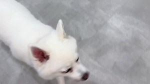 Wobble | Amber Toy Poodle | Facebook