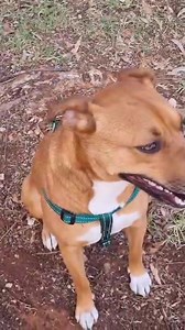 My name is Tulip, and I’m a beautiful 9 month old staffy x looking for my people! I promise to always be excited when I see you and I will always be up for a play! I do listen, well most of the time, and I love to go on walks! My foster parents say I’m good on the lead and I’m friendly. I can be a bit afraid of men initially but with a bit of time, I warm up. I also find it helpful with some positive reinforcement; makes me feel brave. I get along with most dogs I meet and I’m toilet trained. I 