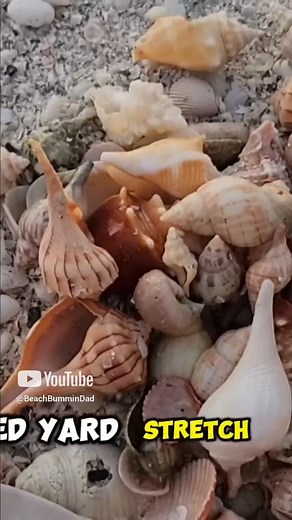 Sunset Shelling in the Ten Thousand Islands 😎🌴 #florida #travel #seashell #nature #lifestyle #beautiful #explore #Awesome #vacation #happy #love #inspiration #life #Amazing #BeYou #visitflorida #smile #blessed #paradise | Beach Bummin Dad