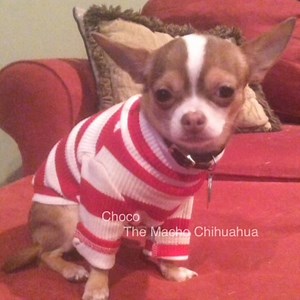 7.9K views · 1.2K reactions | CHOCOs Charms, by de skin ob yo teef, respectfully submitted by my friend Miss Elaine Kimbrough Morgan. Tap or press white arrow ❤️ | Choco the Macho Chihuahua | Facebook
