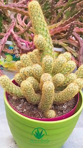 Mammillaria Elongata🌵🌵 #mammillaria #elongata #cactus #cactuslover #cactusgarden #cactuscollection #reelsfypシ #video #beauty #foryoupage #virals #Amazing #follow | Decor & Beauty