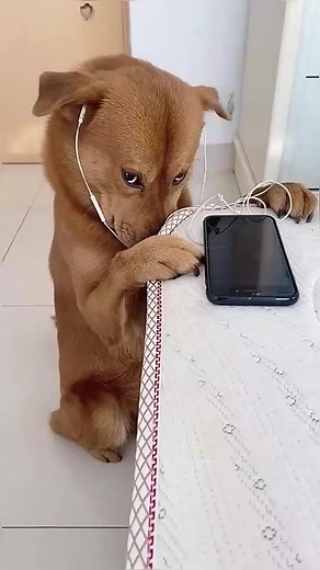 #dog #pet | Pet_station