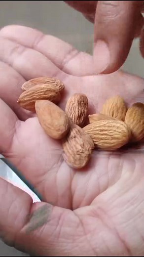 Almond Growing - An Effective Way To Grow Almond Plant At Home #almond #growingplants #tropicalplants #planttips #plantaddict #wow #naturelove #greenlove #plantmakespeoplehappy #plantlover #howtogrow #gardentips #usa🇺🇸