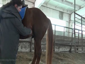 Woman who loves horse sex jerks off a horse cock