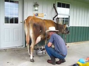 Milking a Jersey Cow with a Surge Belly Milker, then Hand-Cranking Ice Cream