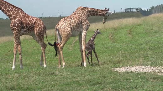 How do you transport a giraffe, and how did two get to Seneca Park Zoo?