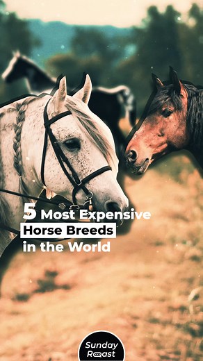5 Most Expensive Horse Breeds in the World | Sunday Roast