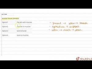 Areolar tissue connects