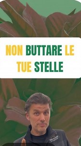 39K views · 6.8K reactions | Non mi dire che l’ hai buttata.. 沈 Molti di voi lo avranno fatto , ma la vostra stella di Natale può e deve continuare a vivere ✨ Ecco una rapida guida per recuperare e far prosperare la tua stella di Natale  Anche fino al prossimo 25 dicembre  Segui le serre di mosé così non butterai via niente ‍ #stelledinatale #piante #fiori | Le serre Di MOSÈ | Facebook
