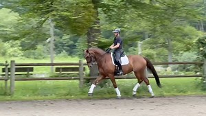 1.7K views · 12 reactions | 2012 Zangersheide gelding actively...