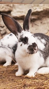 The Best Breeds To Consider For Rabbit Farming on a Commercial Scale #foryoupagereels #fyp #rabbitery #rabbit #rabbitlife #rabbitfarming #rabbitfarm #commercial #fbpost2025シ #rabbitcare #rabbitsworldwide #rabbittreats | Youth In Agriculture