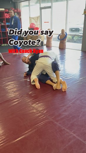 The coyote guard is an extremely effective form of half guard. Utilising a half guard has always been a defensive mechanism. Since this evolution many other half guard positions have become available like the deep half guard, the lock down guard, the bjj z guard, the knee shield guard, the half butterfly guard, and the x guard can even be considered as a half guard. Now the coyote guard has become a weapon of choice for high level athletes like Lucas Leite, and Mica Galvao. Check out Coach Ryan 