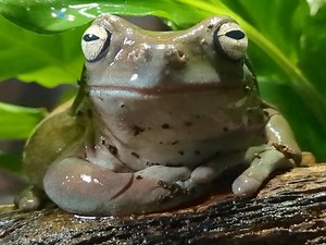 Hoppy weekend from our White's Tree Frog, Bertha! White's Tree Frogs are also known as Dumpy Tree frogs due to their deposit fat layers above their head and body. In spite of this, they are extremely agile and excellent climbers! 🐸 #frog #frogsofinstagram #deepseaworldfife #aquariums #thingstodothisweekend #thingstodoinfifetoday | Deep Sea World