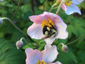 Build a Habitat for Healthy Bees - a Hands-on Lesson - Science Journal for Kids and Teens