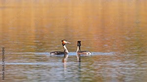 Great crested grebe - Podiceps cristatus - medium-sized water birds perform a pair mating ritual on a lake by the shore overgrown with reeds, summer day.